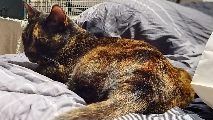Adoption Nephtys