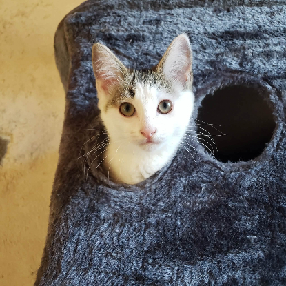 Adopter Bohème