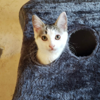 Adopter  chat : Bohème