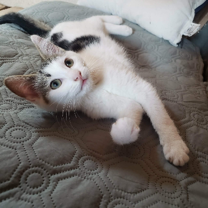 Adopter Bohème