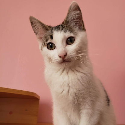 Adopter Bohème