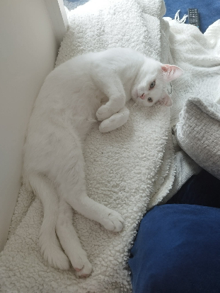 Adopter Adamo