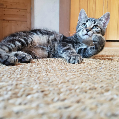 Adopter Baloo