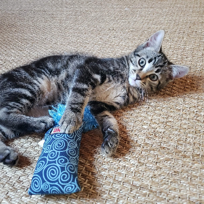 Adopter Baloo