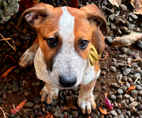 Adopter Georges