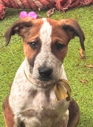 Adopter Georges
