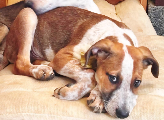 Adoption Georges