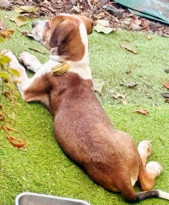 Adoption Georges