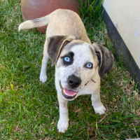 Adopter  chien : Summer