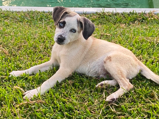 Adopter Summer