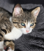 Adopter  chat : Baïa