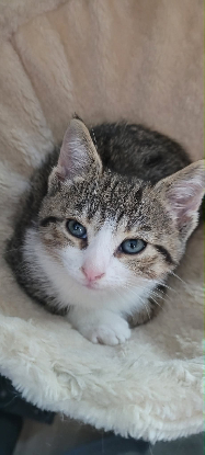 Adopter Baïa