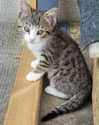 Adopter Baïa
