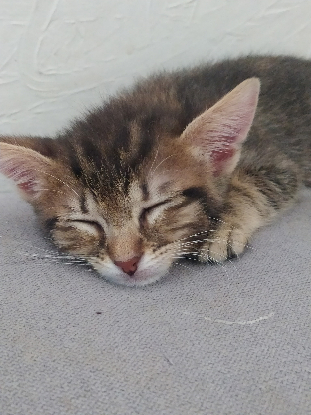 Adopter Bianca