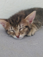 Adopter  chat : Bianca