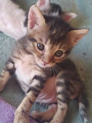 Adopter Bianca