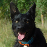 Adopter  chien : Eneko