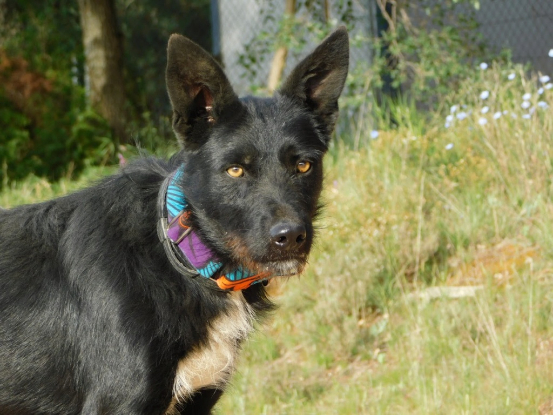 Adopter Eneko