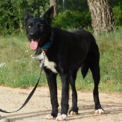 Adoption Eneko