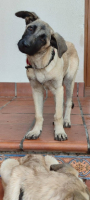 Adopter  chien : Galta