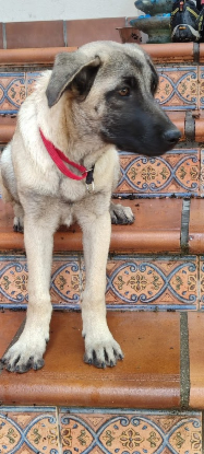 Adopter Galta