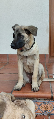 Adopter Galta