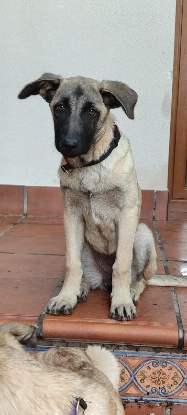 Adoption Galta