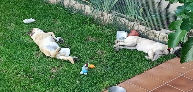 Adoption Galta