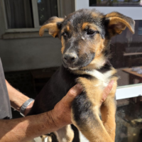 Adopter  chien : Zodia