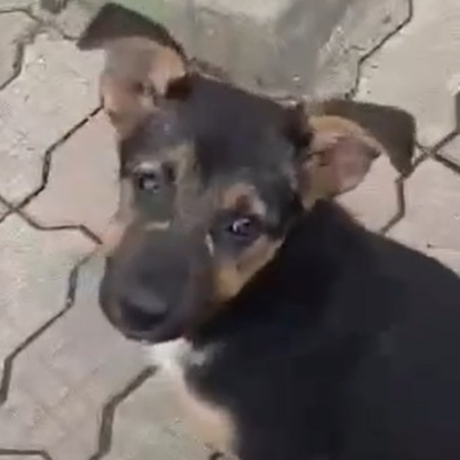 Adopter Zodia
