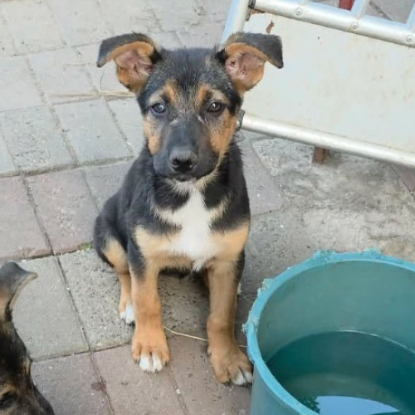 Adoption Zodia