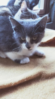 Adopter  chat : Bichette
