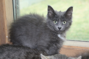 Adopter  chat : Bella