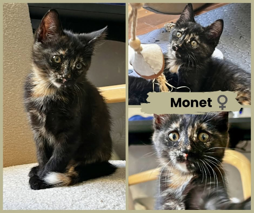 Adopter Monet et pica