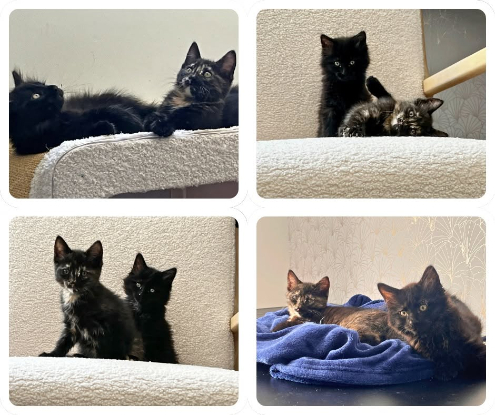 Adopter Monet et pica