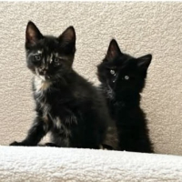 Adopter  chat : Monet et pica