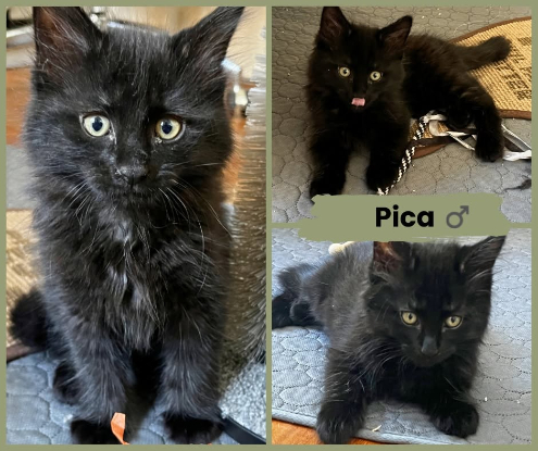 Adoption Monet et pica