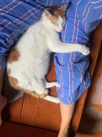 Adopter  chat : Pacha