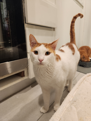 Adopter Pacha
