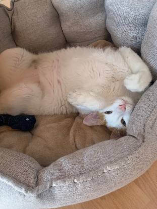 Adopter Pacha