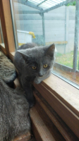 Adopter  chat : Baya