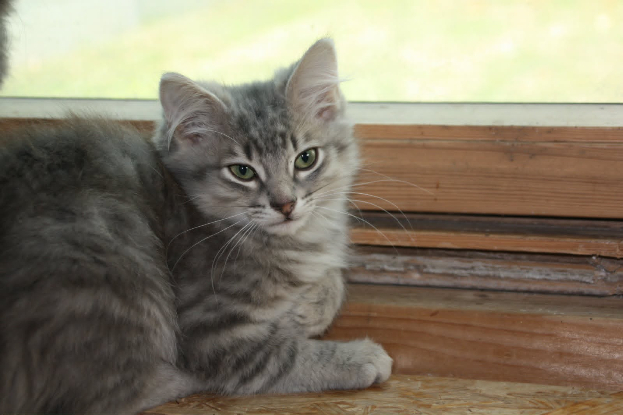 Adopter Babouche