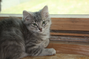 Adopter  chat : Babouche