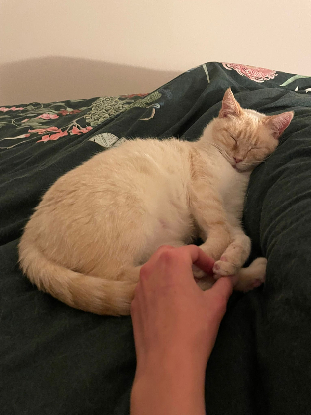 Adopter Azalée