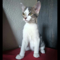 Adopter  chat : Blaidd