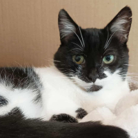 Adopter  chat : Lola