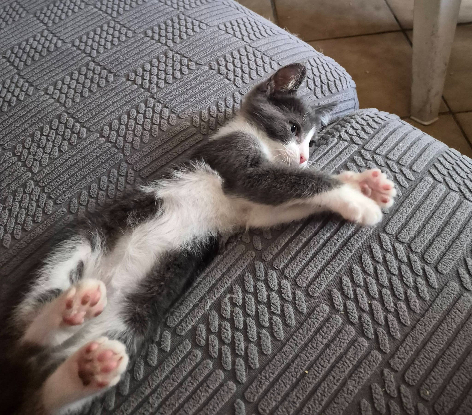 Adopter Boomy