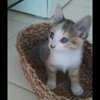 Adopter  chat : Clementine