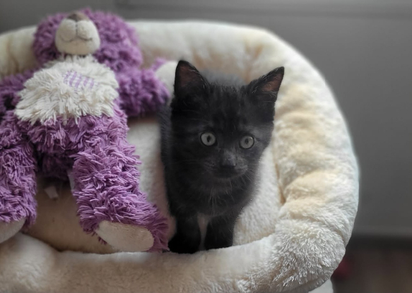 Adopter Bessie