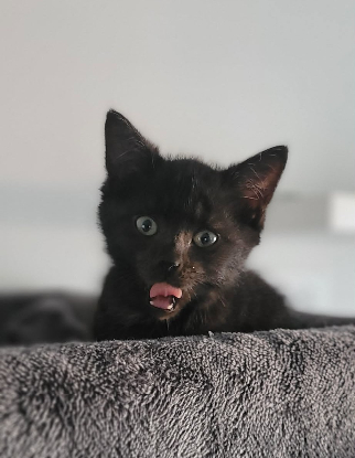 Adopter Bessie